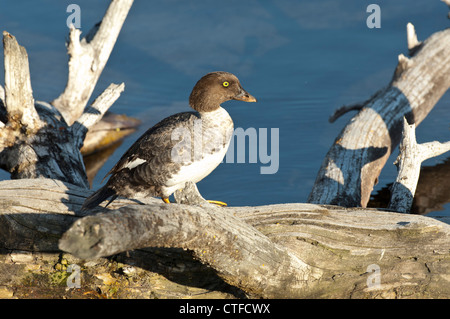 Stock photo d'une femelle garrot debout sur un journal. Banque D'Images