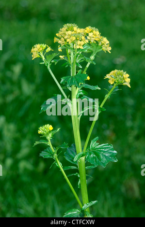 WINTER-CRESS Barbarea vulgaris (Brassicaceae) Banque D'Images