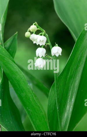 Le muguet Convallaria majalis (Liliaceae) Banque D'Images