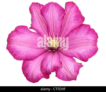 Clématite violet fleur sur fond blanc Banque D'Images