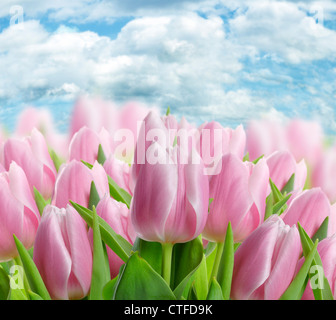 Fleurs Tulipe Rose frais, Close Up Banque D'Images