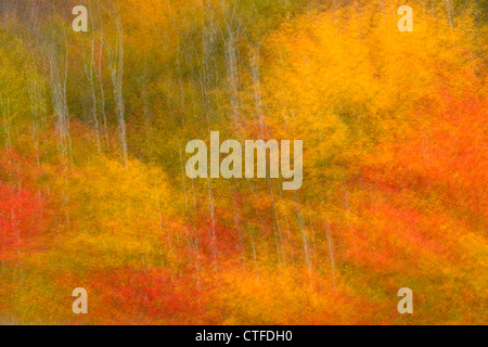 Les arbres d'automne (mouvement de caméra), le Grand Sudbury, Ontario, Canada Banque D'Images