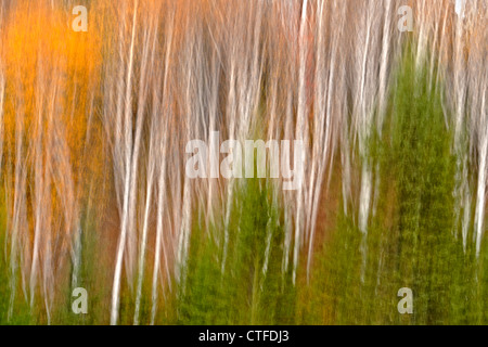 Les arbres d'automne (mouvement de caméra), le Grand Sudbury, Ontario, Canada Banque D'Images