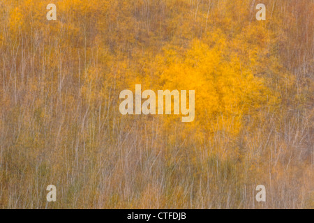 Les arbres d'automne (mouvement de caméra), le Grand Sudbury, Ontario, Canada Banque D'Images