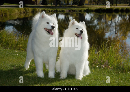 Deux Samoyèdes côte à côte par pond Banque D'Images