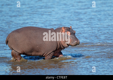 Jeune Hippopotame (Hippopotamus amphibius) marcher dans l'eau peu profonde, Afrique du Sud Banque D'Images