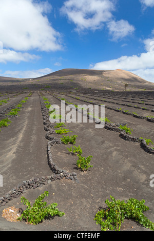 La Vigne - La Geria, Lanzarote, Canary Islands, Spain, Europe Banque D'Images