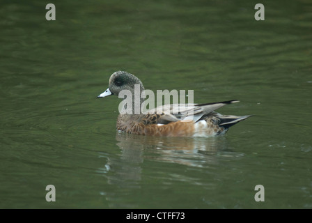 Le Canard d'Amérique (Anas americana) en Colombie-Britannique Banque D'Images