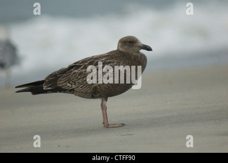 La American Herring Gull (Larus smithsonianus) sur la plage de Cape May Banque D'Images