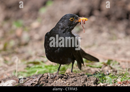 Un mâle Blackbird avec un ver dans le bec d'air pour plus d'aliments Banque D'Images