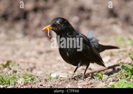 Un mâle Blackbird avec un ver dans le bec d'air pour plus d'aliments Banque D'Images