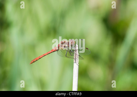 Dard commun libellule perchée sur stick, Sussex, UK Banque D'Images