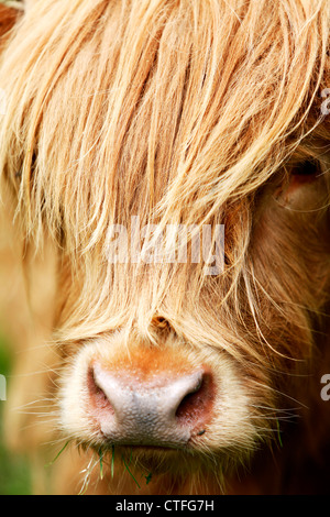 Close up of Vertical highland cow head avec sèche sur le visage Banque D'Images