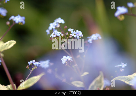 Bois forget-me-not (Myosotis sylvatica) en fleur, England, UK Banque D'Images