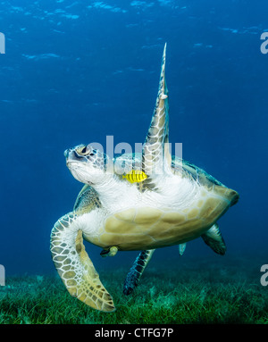 Une tortue verte vagues une nageoire à l'appareil photo comme il nage au-dessus des herbiers peu profonds dans la mer Rouge égyptienne Banque D'Images