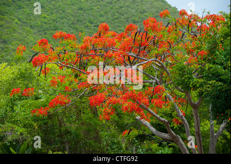 Arbre flamboyant, également connu sous le nom de Flame Tree. Delonix regia est une espèce de plantes de la famille des Fabaceae Banque D'Images