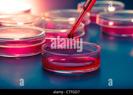 Avec la pipette goutte de liquide et des boîtes de Pétri Banque D'Images