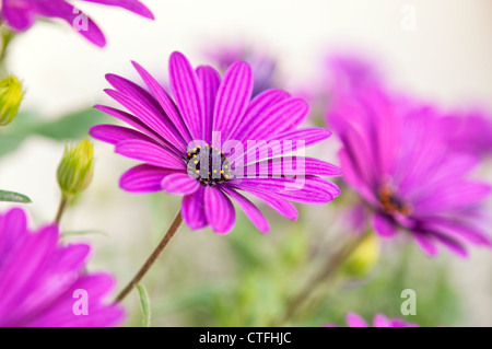 Détails floraux d'Ostéospermum. Il est connu sous le nom de African daisy. Banque D'Images