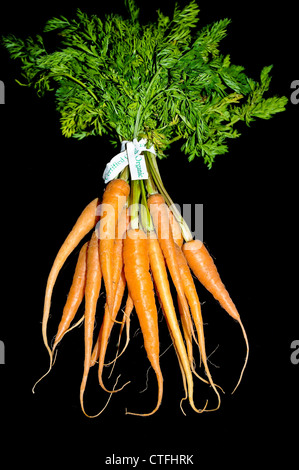 Bunch of Carrots Banque D'Images