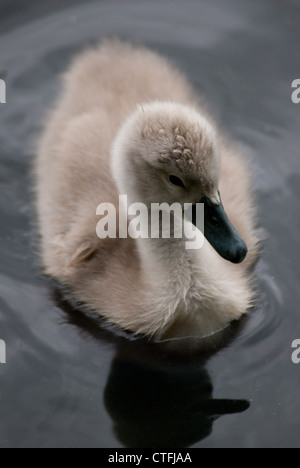 Jeune Cygne Muet Cygnet Cygnus olor en étang Cheltenham, Angleterre Royaume-Uni Royaume-Uni GB Banque D'Images