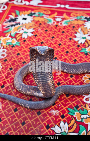 Maroc, Marrakech Place Jemaa El Fna. Close-up of Cobra d'Afrique du Nord. Banque D'Images