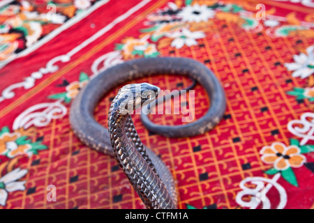 Maroc, Marrakech Place Jemaa El Fna. Close-up of Cobra d'Afrique du Nord. Banque D'Images