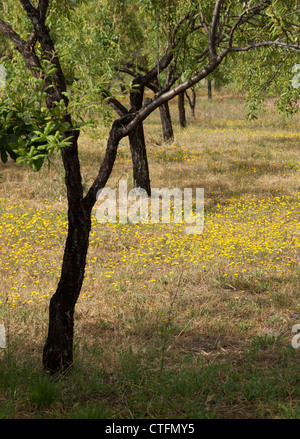 Les arbres dans les Alpujarras Espagne Banque D'Images