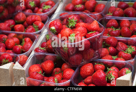 De barquettes de fraises pour la vente, selective focus Banque D'Images