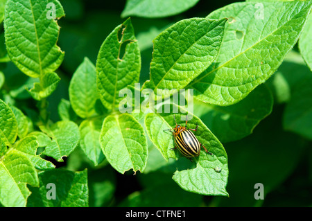 Doryphore de la pomme de terre (Leptinotarsa decemlineata) sur un plant de pomme de terre. Banque D'Images