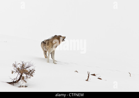 Loup gris solitaire souffrant de la gale sur la montagne couverte de neige hurlant dans le Parc National de Yellowstone. Banque D'Images