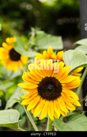 Fleurs de tournesol avec des pétales jaunes et centre foncé Banque D'Images