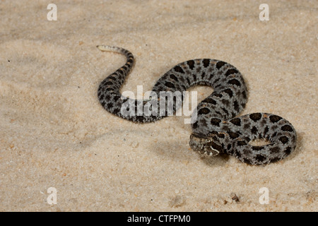 Crotale pygmée sombre (Sistrurus miliarius barbouri) sur le chemin de sable Banque D'Images