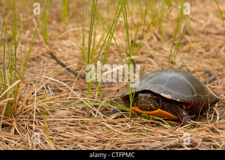 Tortue peinte femelle - Chrysemys picta picta Banque D'Images