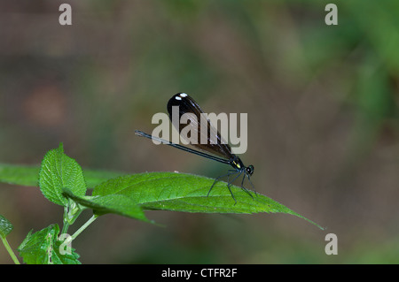 L'Ébène Jewelwing, femelle Calopteryx maculata, libellule Banque D'Images