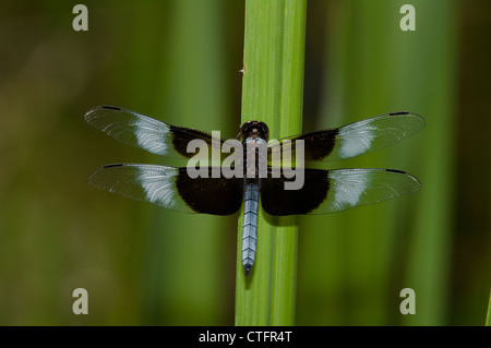 Widow Skimmer libellule, Libellula luctuosa Banque D'Images