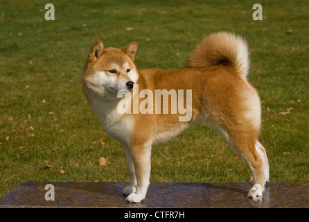 Shiba Inu debout sur la banquette de marbre Banque D'Images