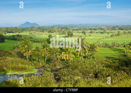 Rizières et cocotiers, Sri Lanka Banque D'Images