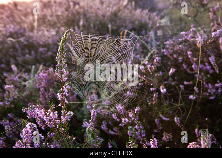 Les Pays-Bas, Bussum, tôt le matin, la floraison Heath. Araignée dans le web. Banque D'Images