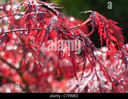 Acer rouge plante dans jardin Banque D'Images