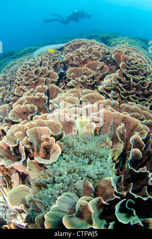 Coral reef scène, le parc national de Komodo, Indonésie Banque D'Images