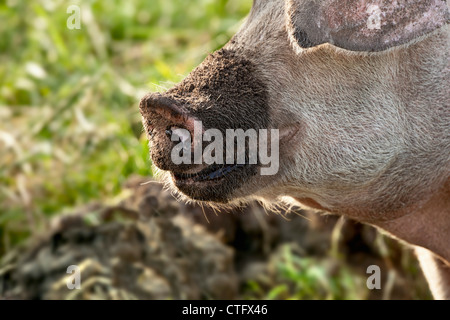 Les Pays-Bas, Kortenhoef, cochons. Énoncé des travaux. Banque D'Images