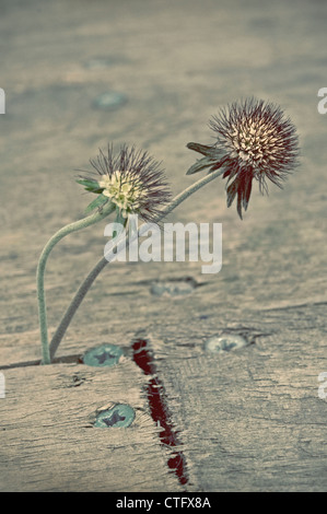 Scabiosa lucida, Scabious Banque D'Images