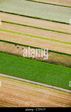 Les Pays-Bas, Loosdrecht, vaches. Vue aérienne. Banque D'Images