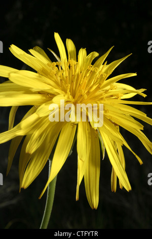 Photo : Steve Race - Meadow Salsifis (Tragopogon pratensis), également connu sous le nom de chèvre voyante-barbe ou Jack-go-to-bed-à-midi. Banque D'Images