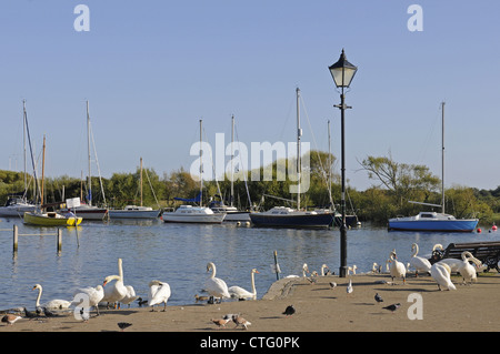 Rivière Stour Christchurch Dorset Angleterre Banque D'Images