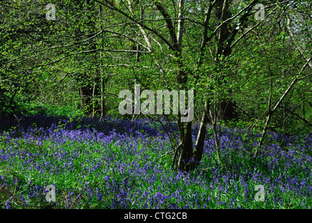 Jacinthes des bois dans un UK Banque D'Images