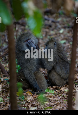 Deux babouins en Tanzanie Banque D'Images