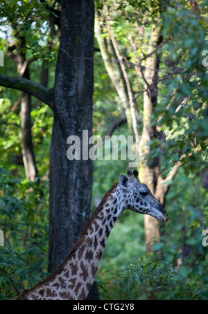 Girafe en Tanzanie Banque D'Images