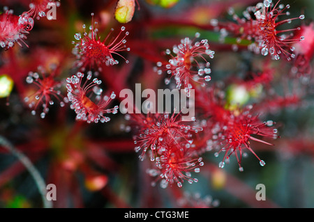 La belle forme oblongue insectivores-leaved sundew UK Banque D'Images