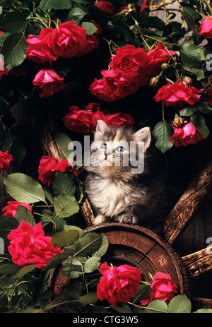 Des années 80 AUX CHEVEUX LONGS CHATON CALICO BLEU Banque D'Images